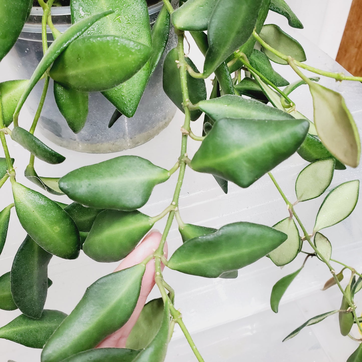 Hoya aff. Burtoniae
