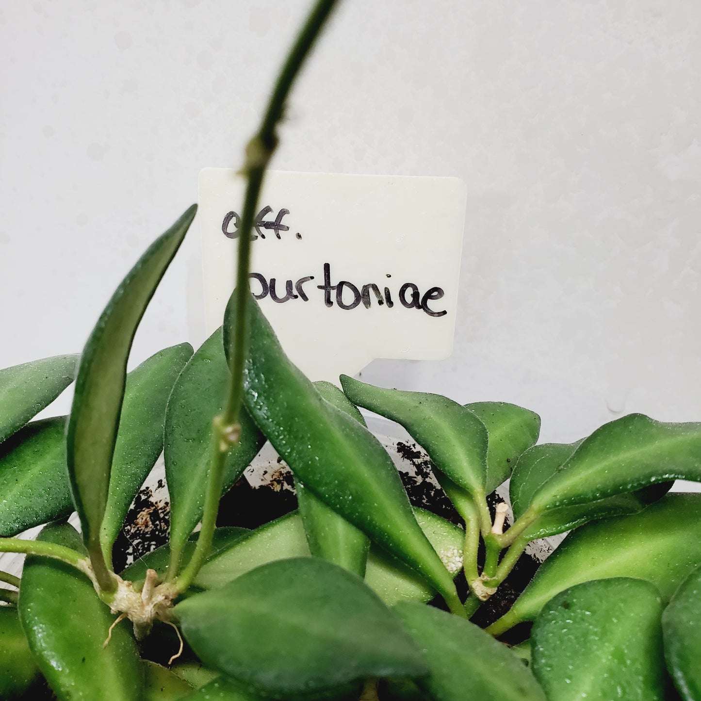 Hoya aff. Burtoniae