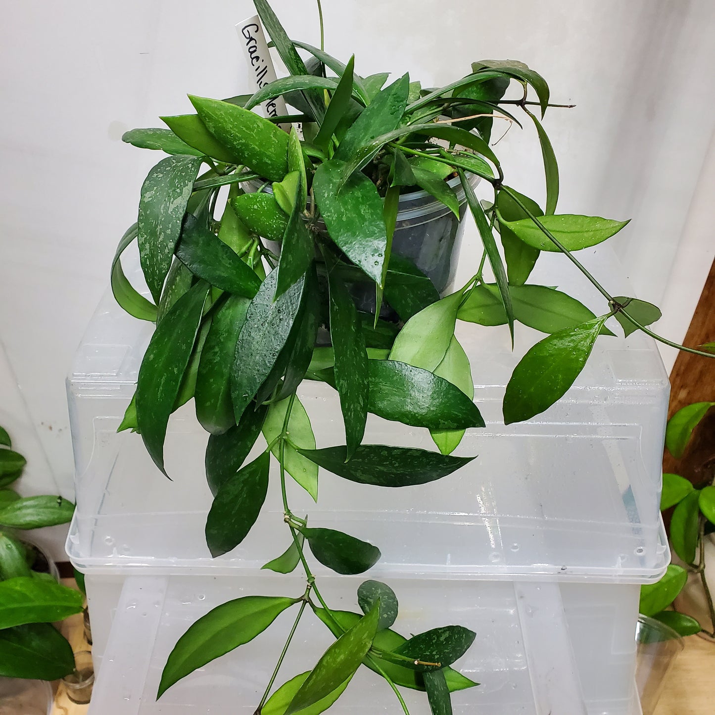 Hoya gracilis (Hoya memoria)