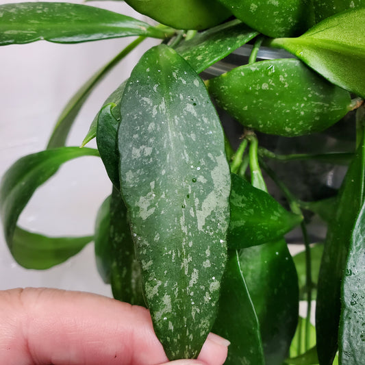 Hoya gracilis (Hoya memoria)