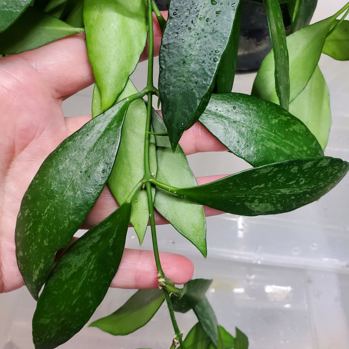 Hoya gracilis (Hoya memoria)
