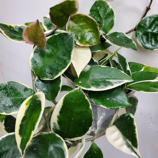 Hoya carnosa 'Krimson Queen'
