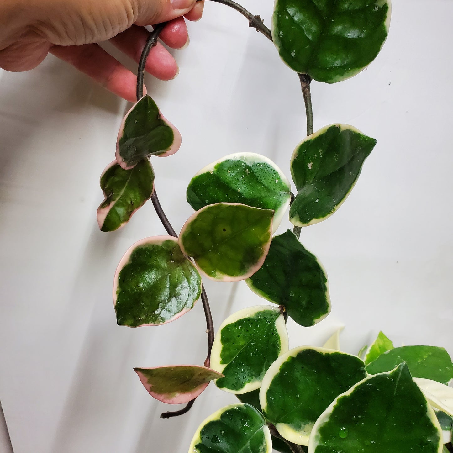 Hoya carnosa 'Krimson Queen'