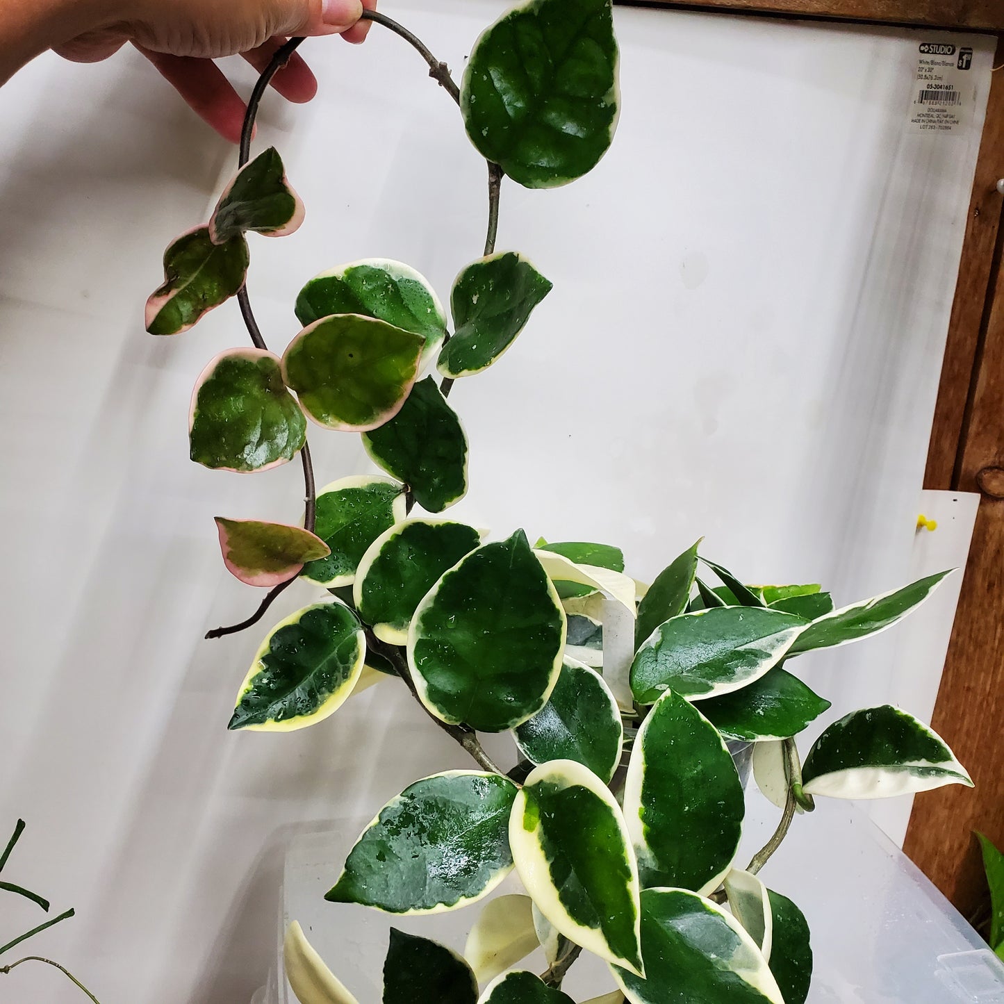 Hoya carnosa 'Krimson Queen'
