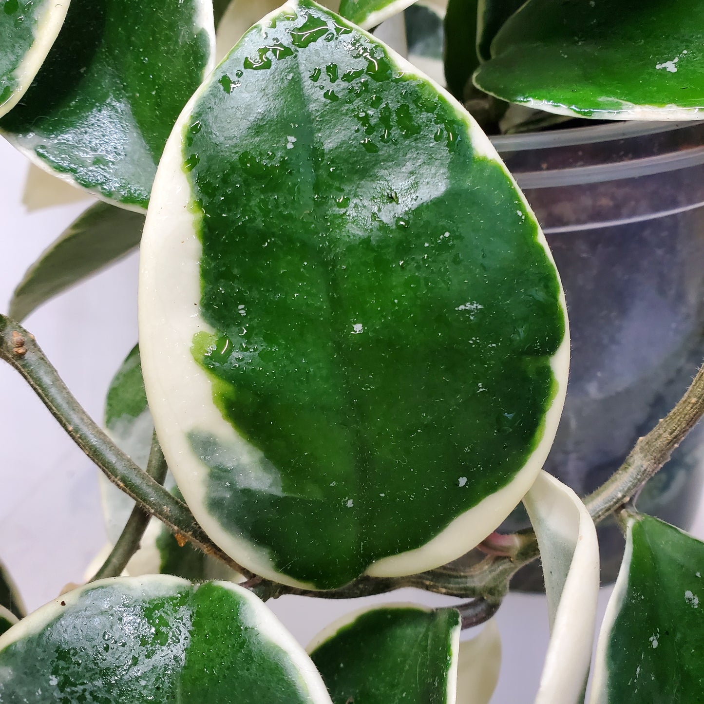 Hoya carnosa 'Krimson Queen'