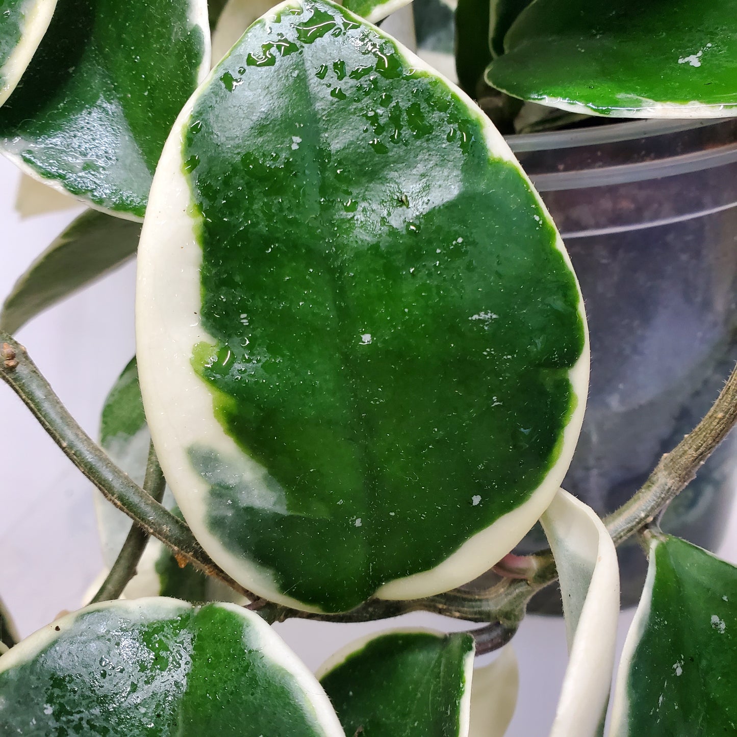 Hoya carnosa 'Krimson Queen'