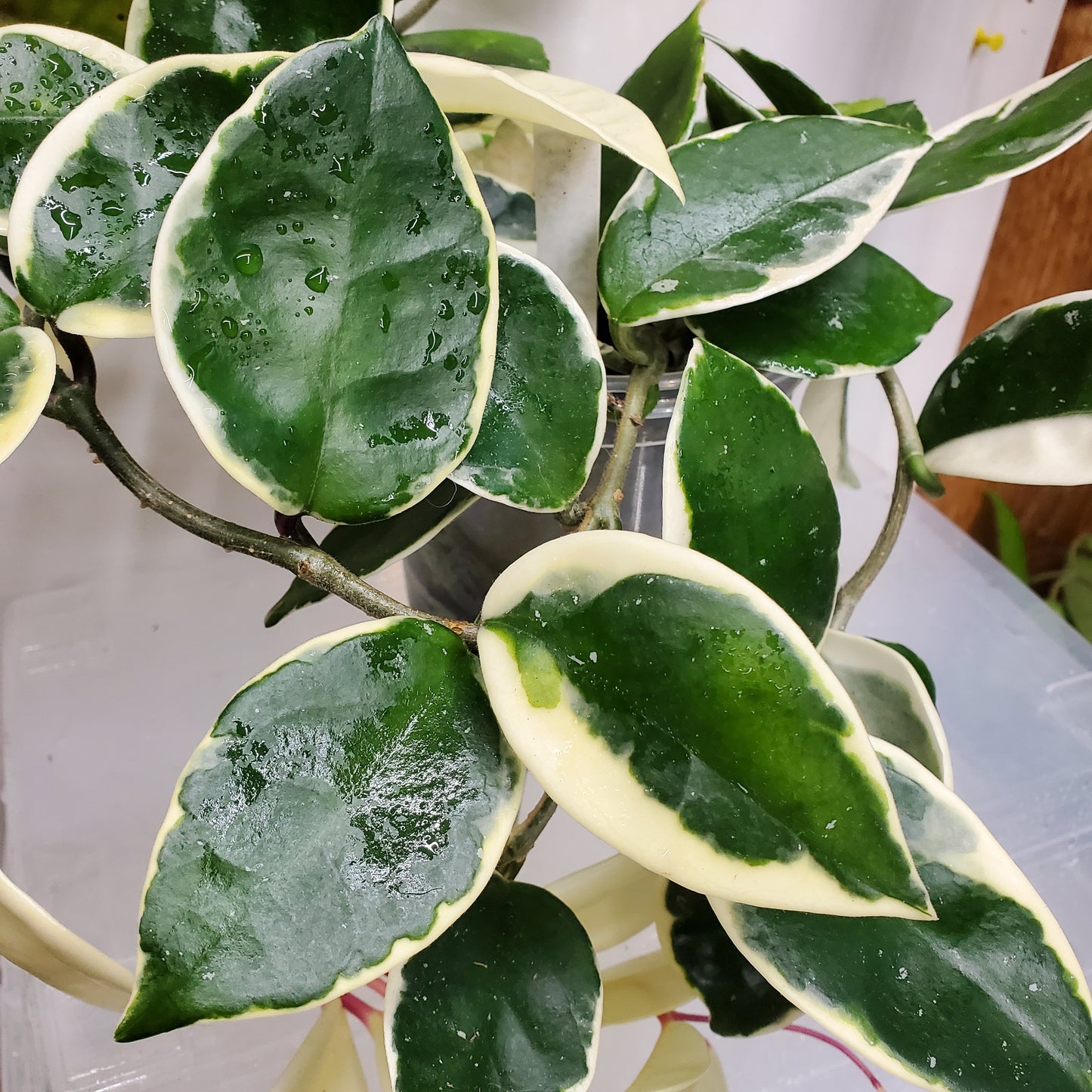 Hoya carnosa 'Krimson Queen'