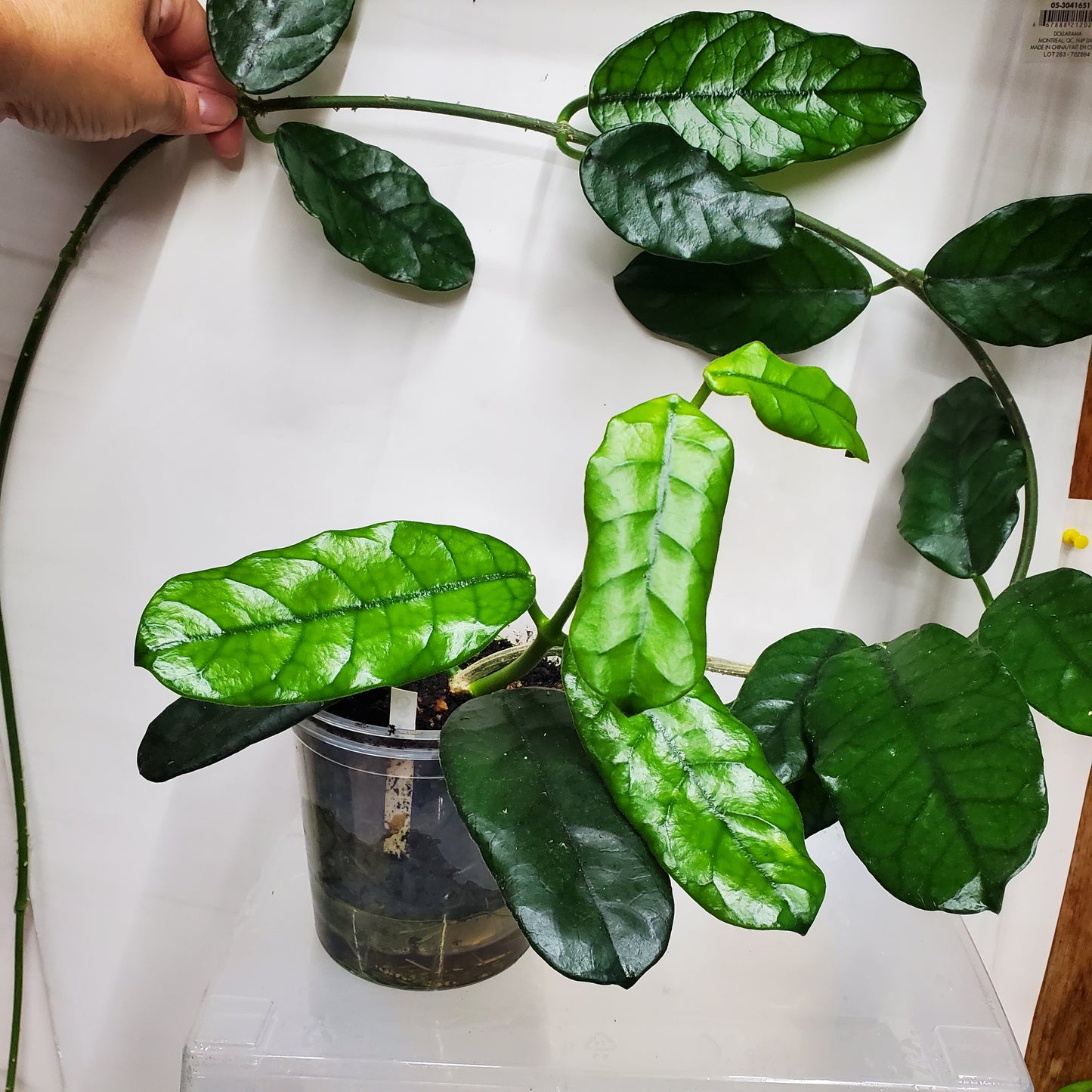 Hoya Globulosa