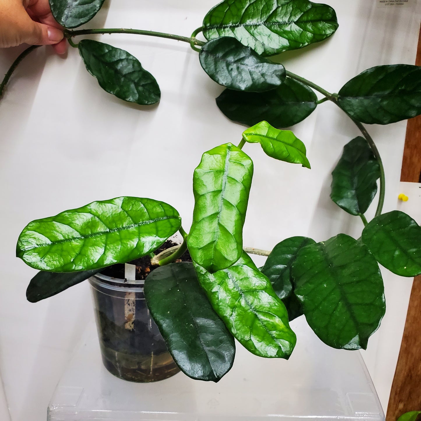 Hoya Globulosa