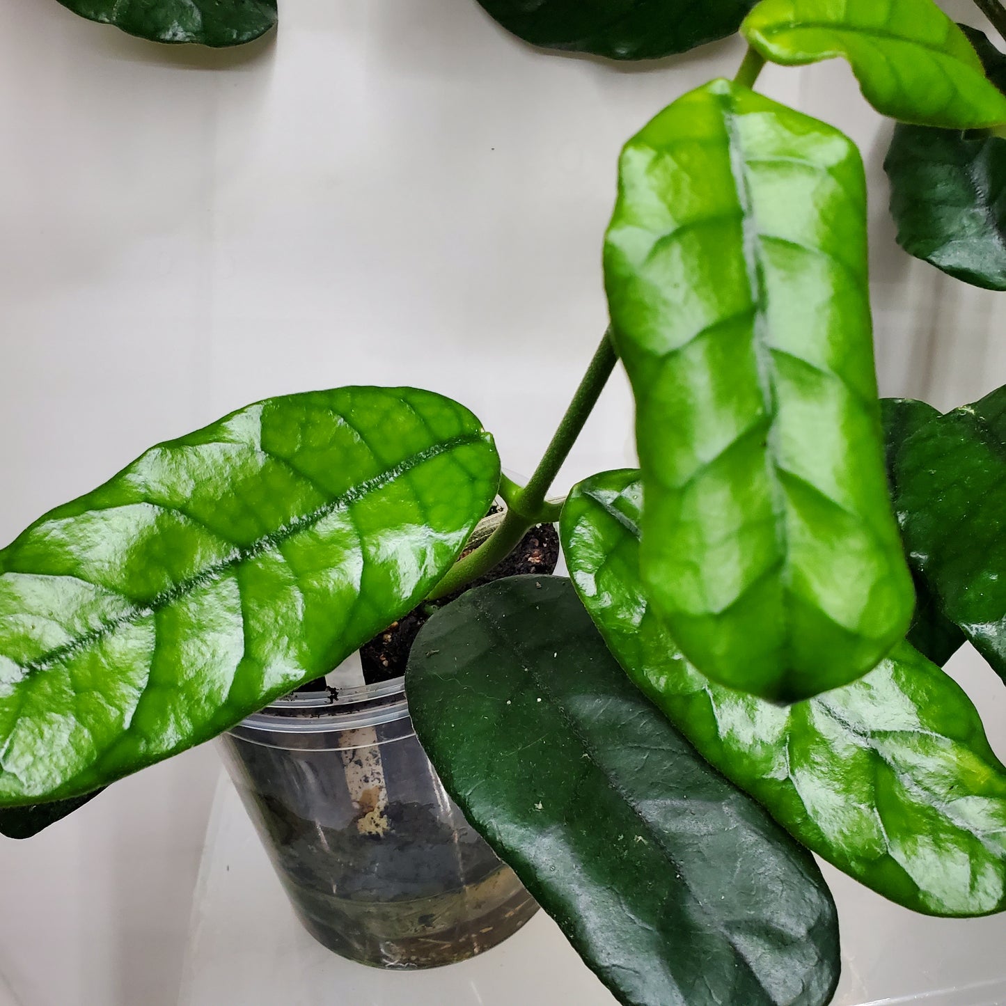 Hoya Globulosa