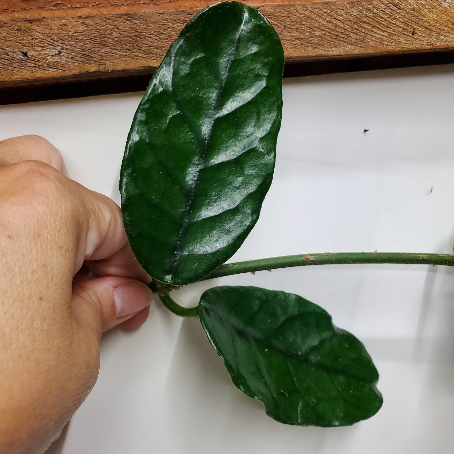 Hoya Globulosa