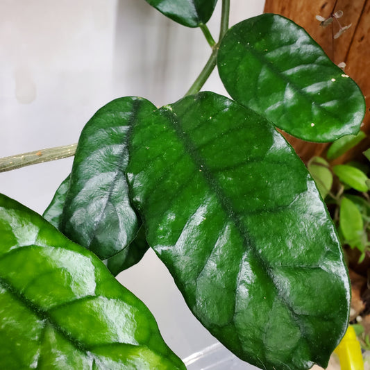 Hoya Globulosa