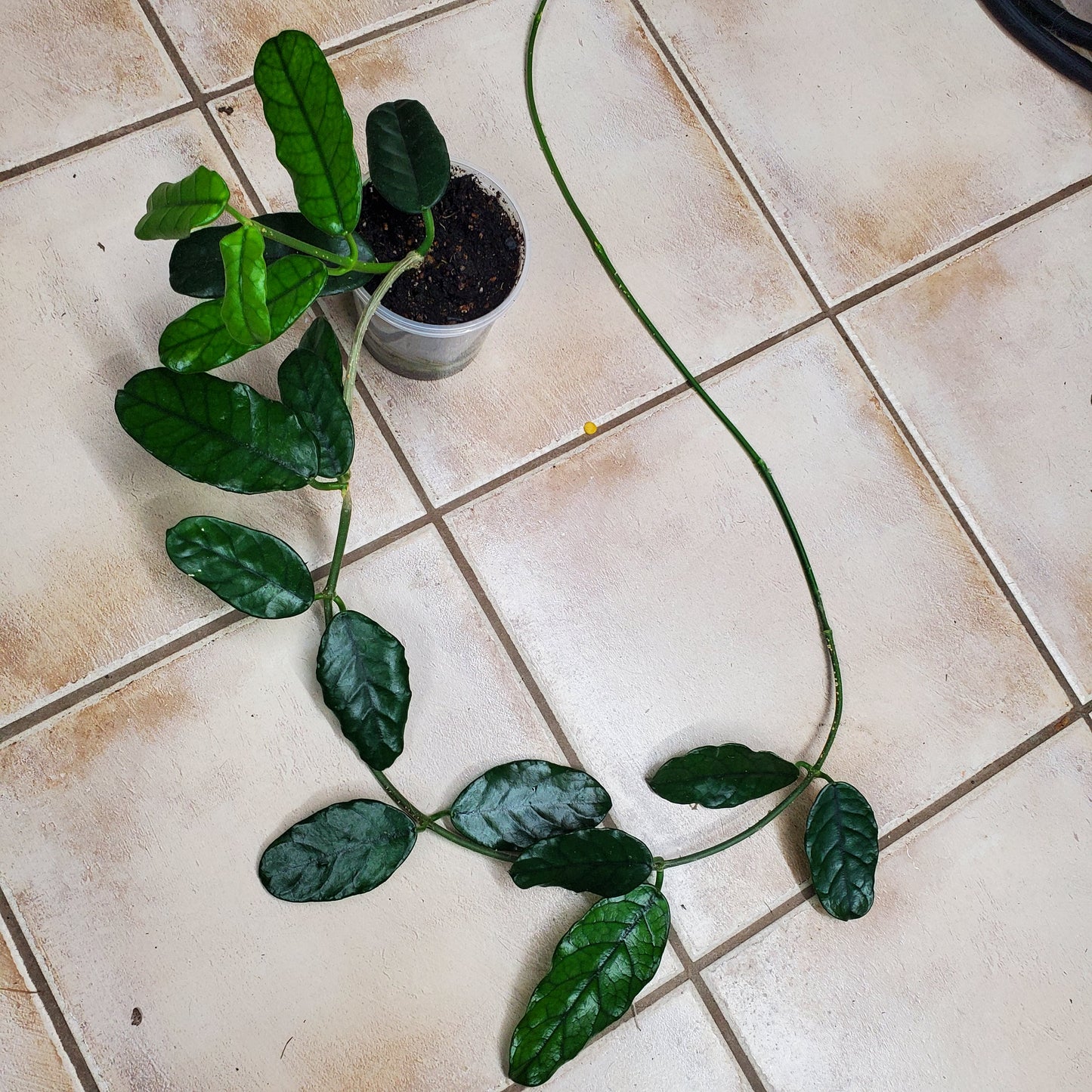Hoya Globulosa