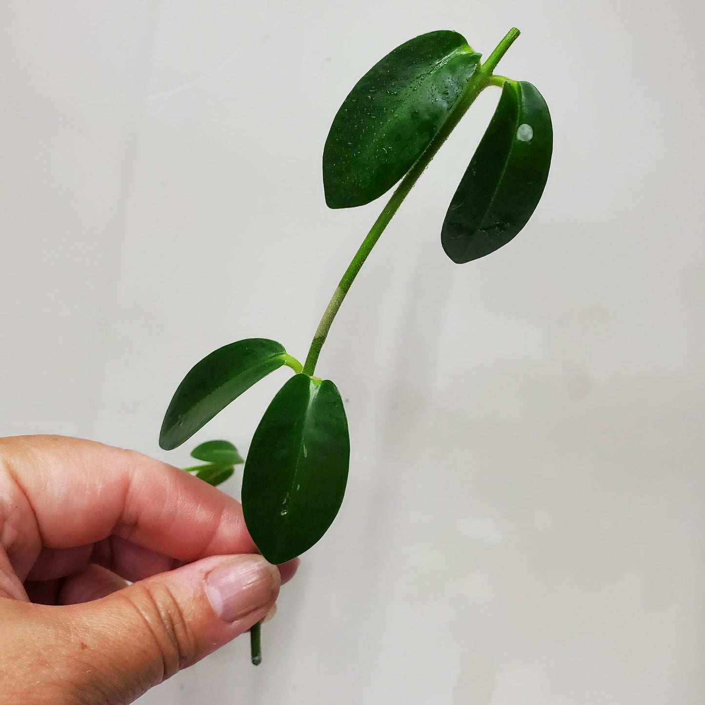Hoya golamcoiana
