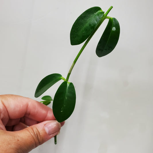 Hoya golamcoiana