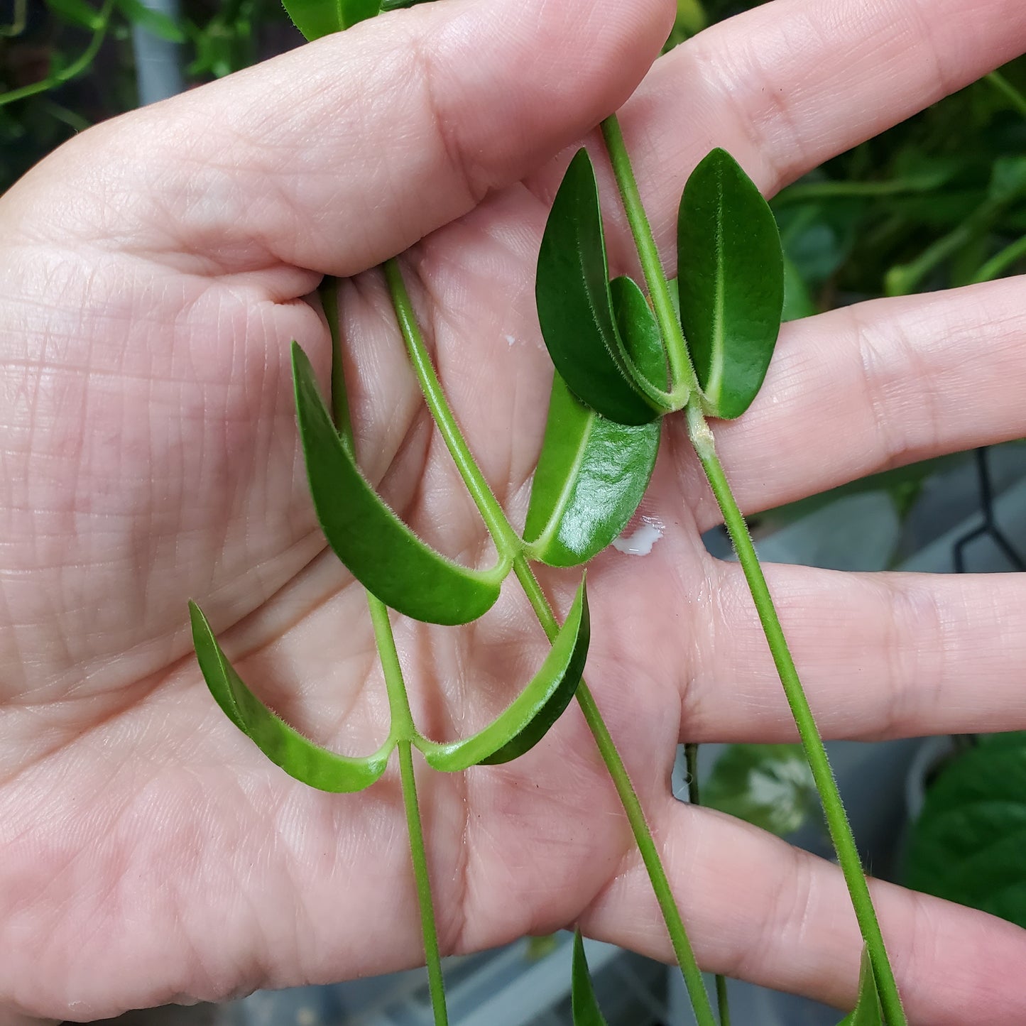 Hoya golamcoiana
