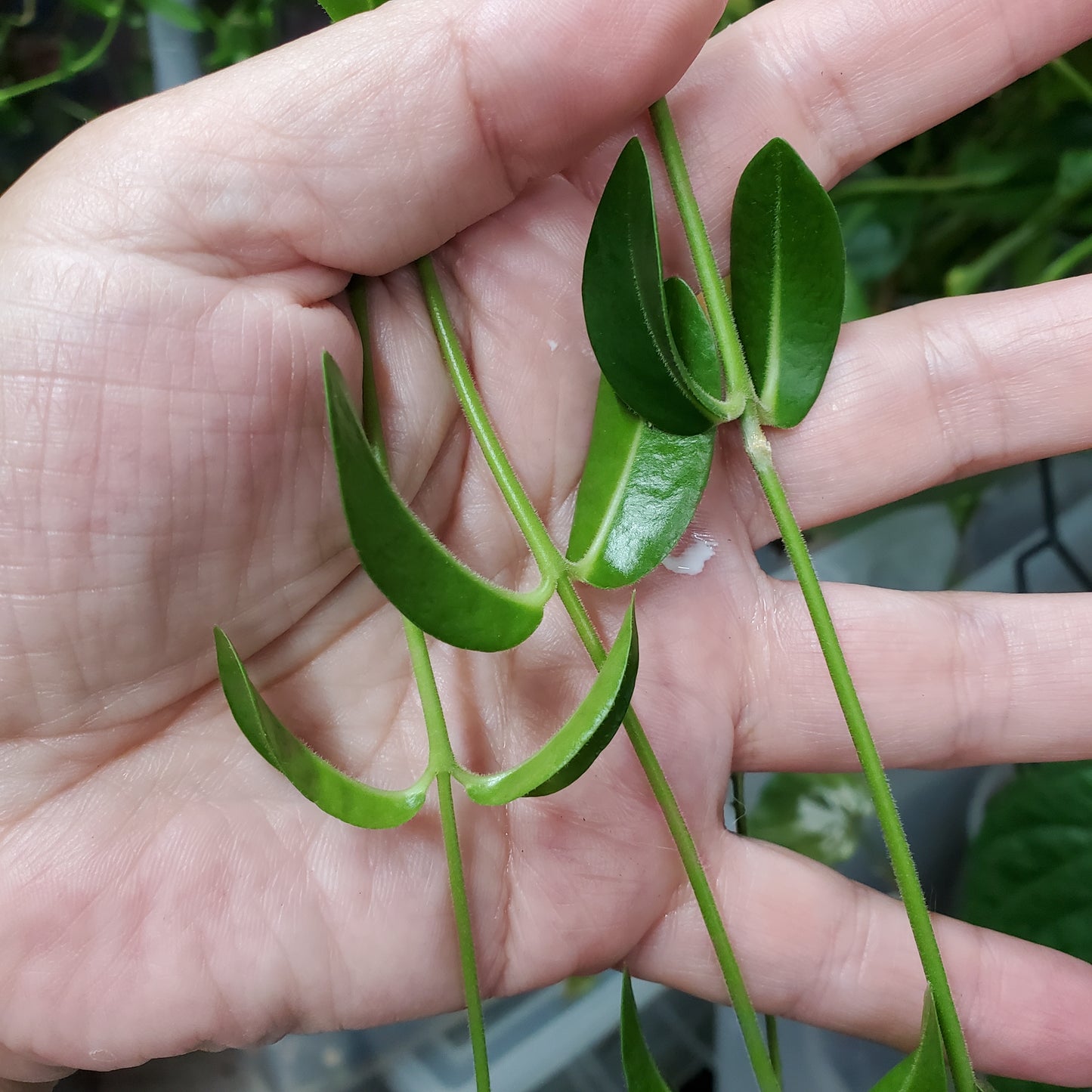 Hoya golamcoiana