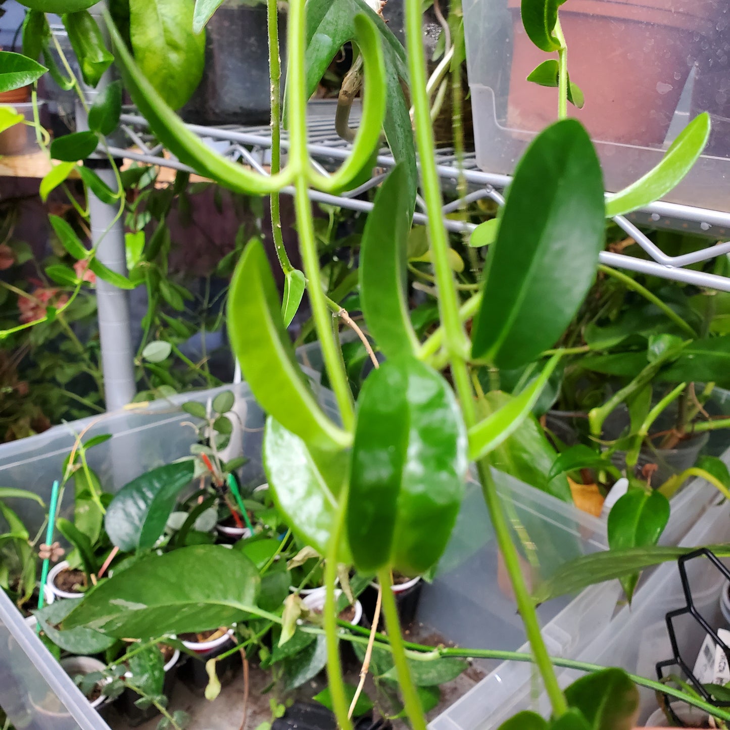 Hoya golamcoiana