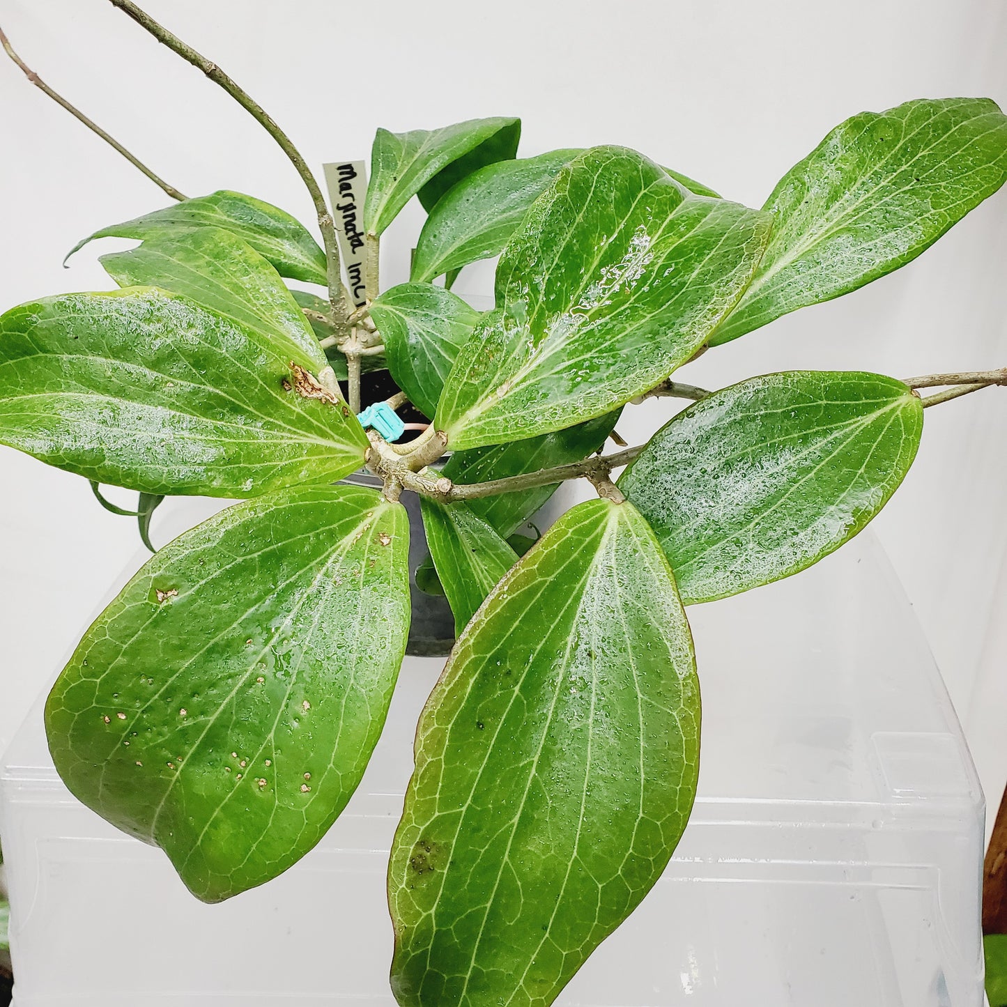 Hoya marginata IML 1727