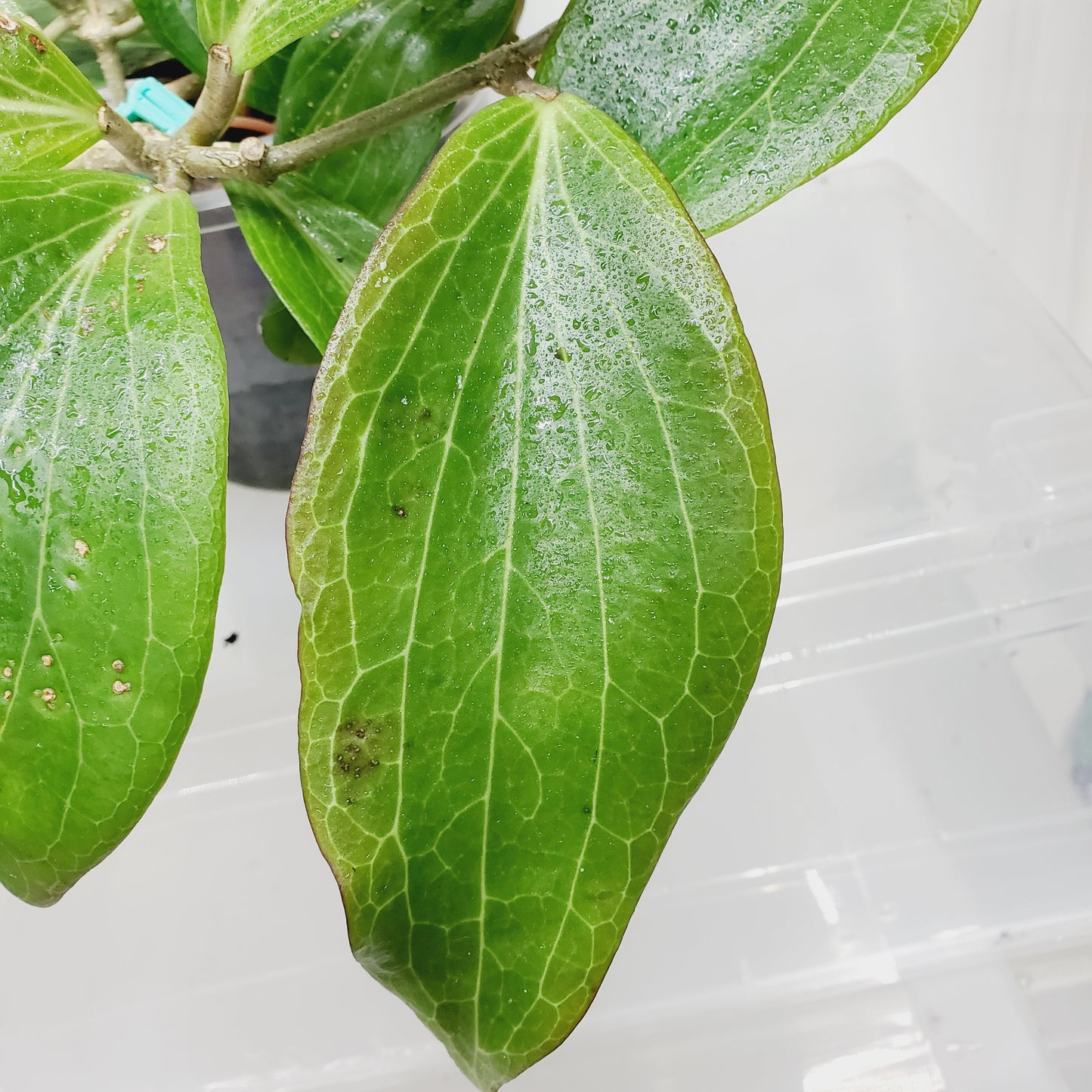 Hoya marginata IML 1727