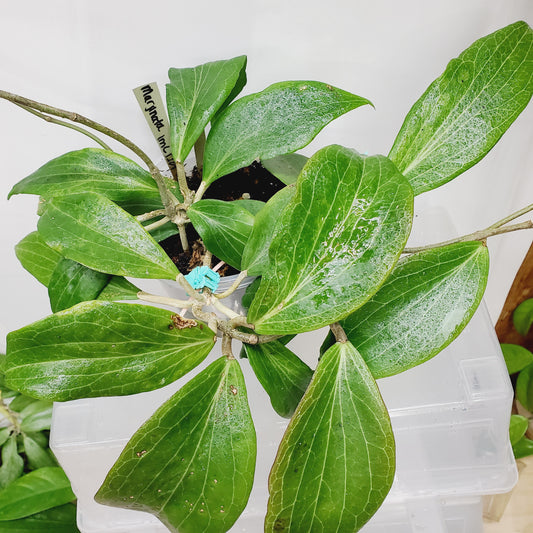 Hoya marginata IML 1727