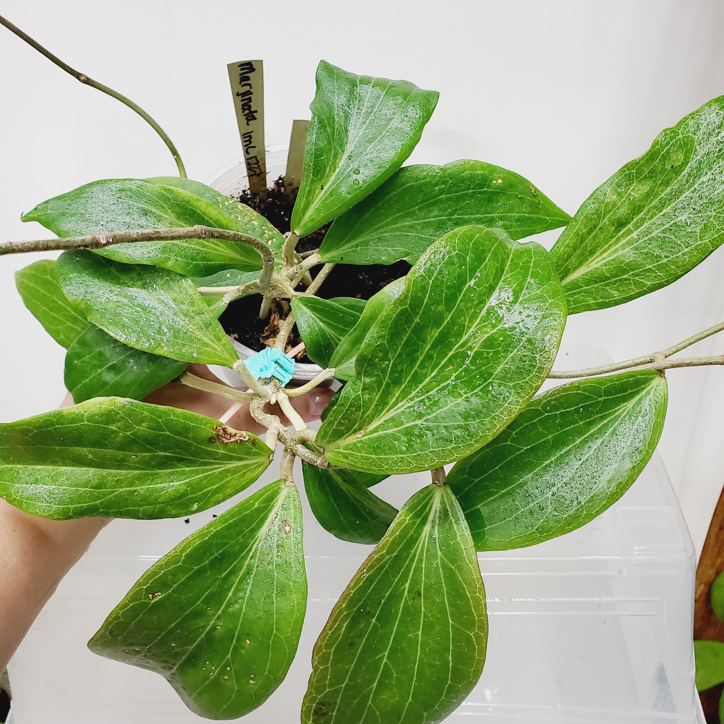 Hoya marginata IML 1727