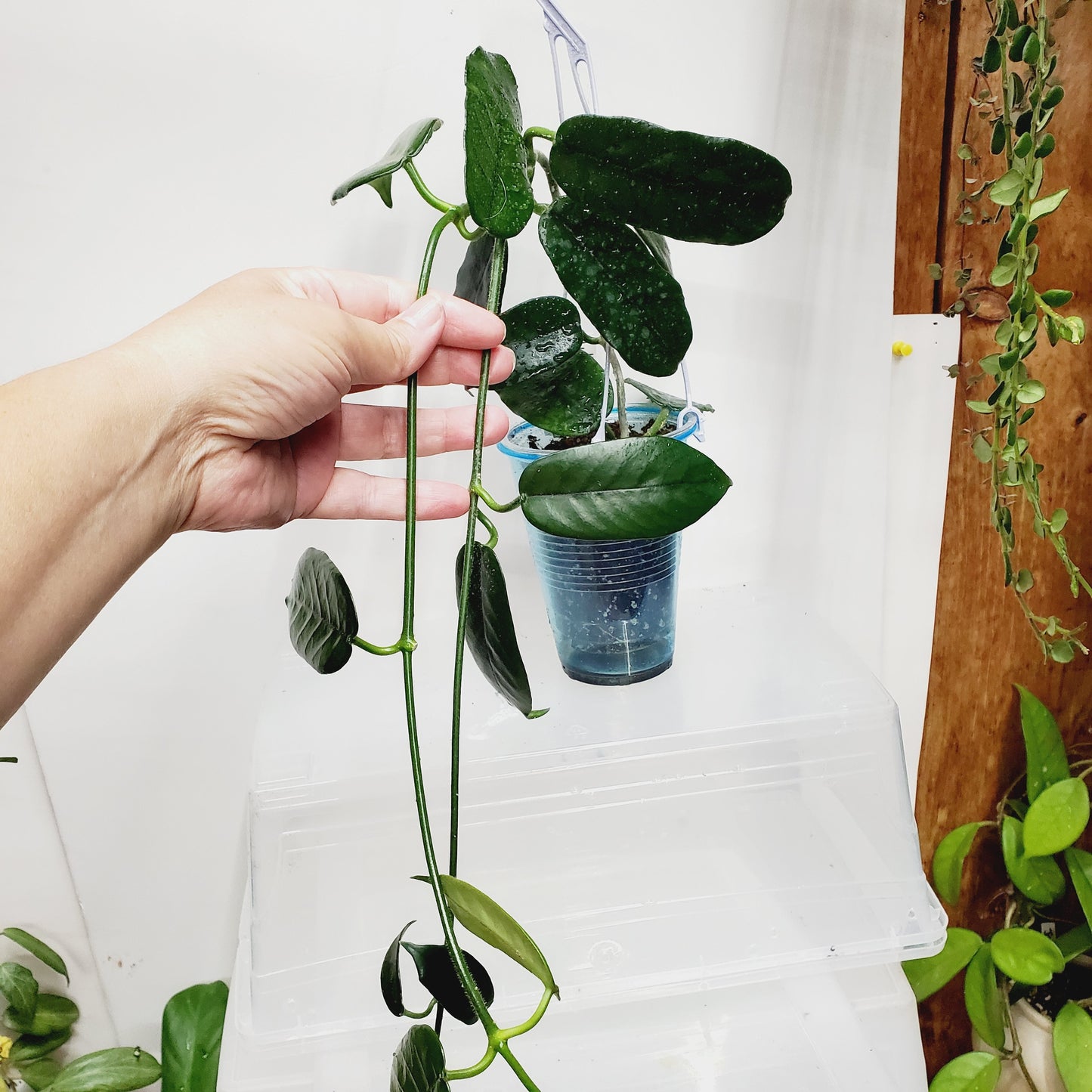 Hoya aff. villosa 'Cao Dang'