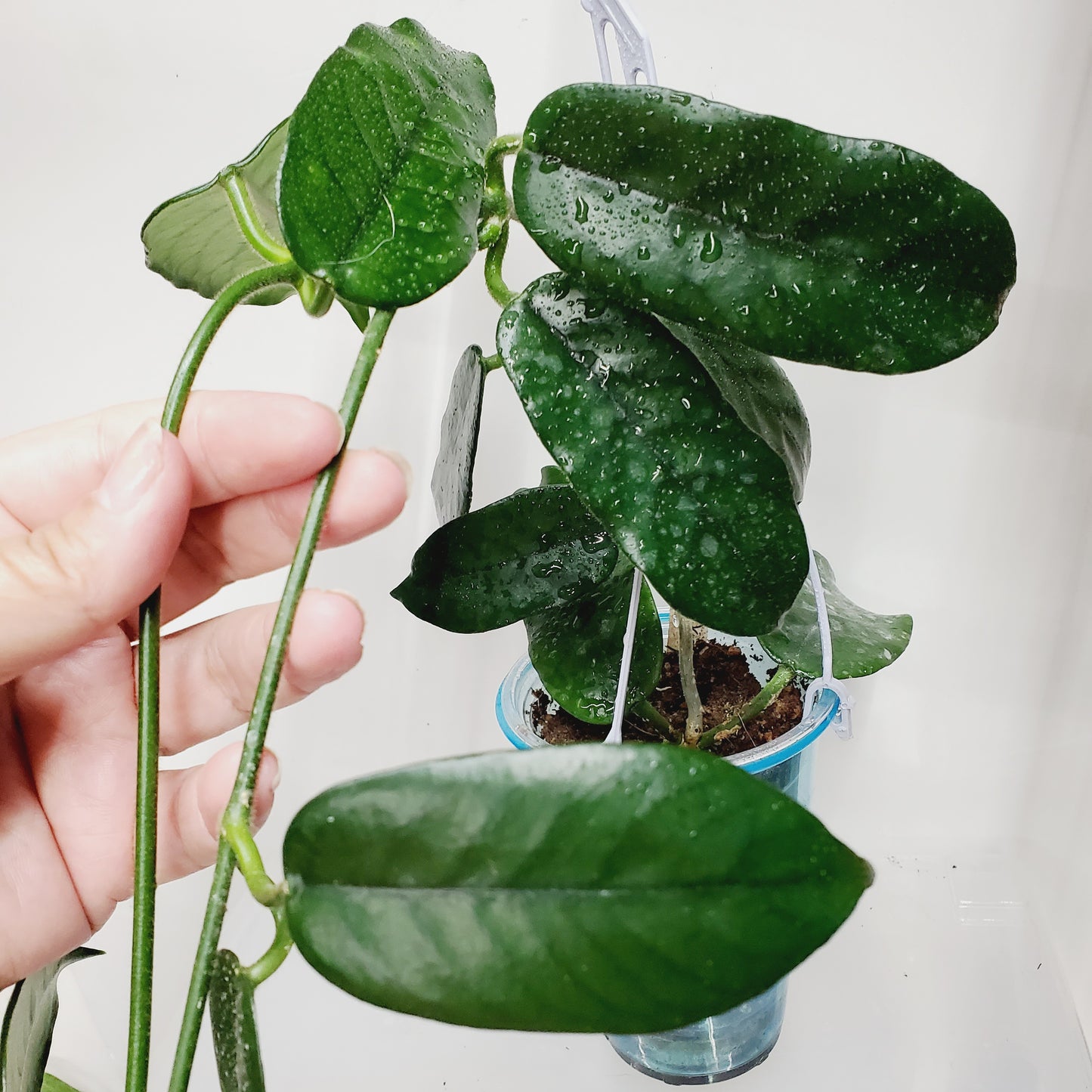Hoya aff. villosa 'Cao Dang'