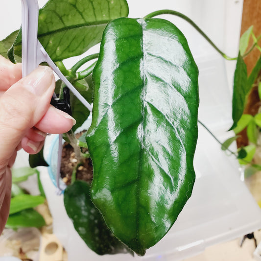 Hoya aff. villosa 'Cao Dang'