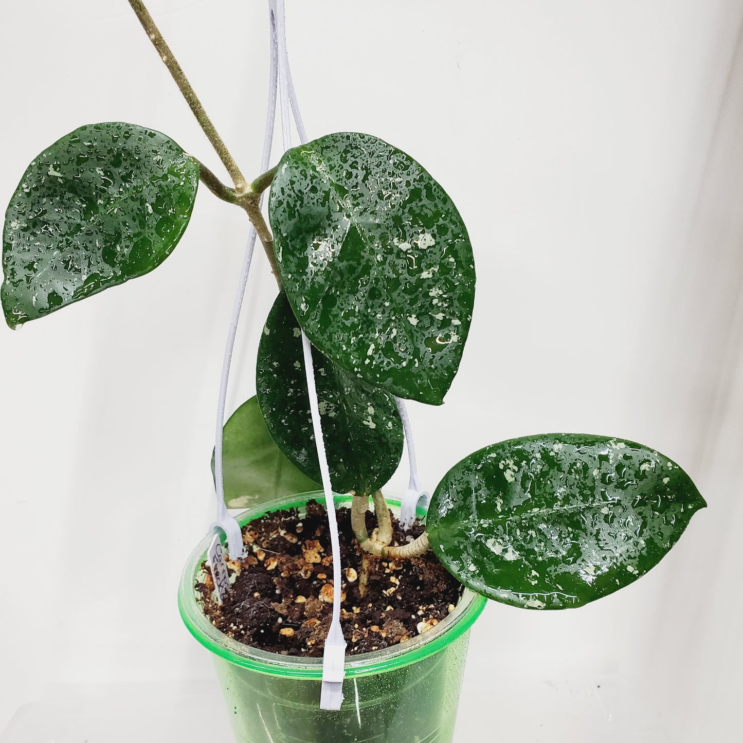 Hoya carnosa 'Freckles Splash'
