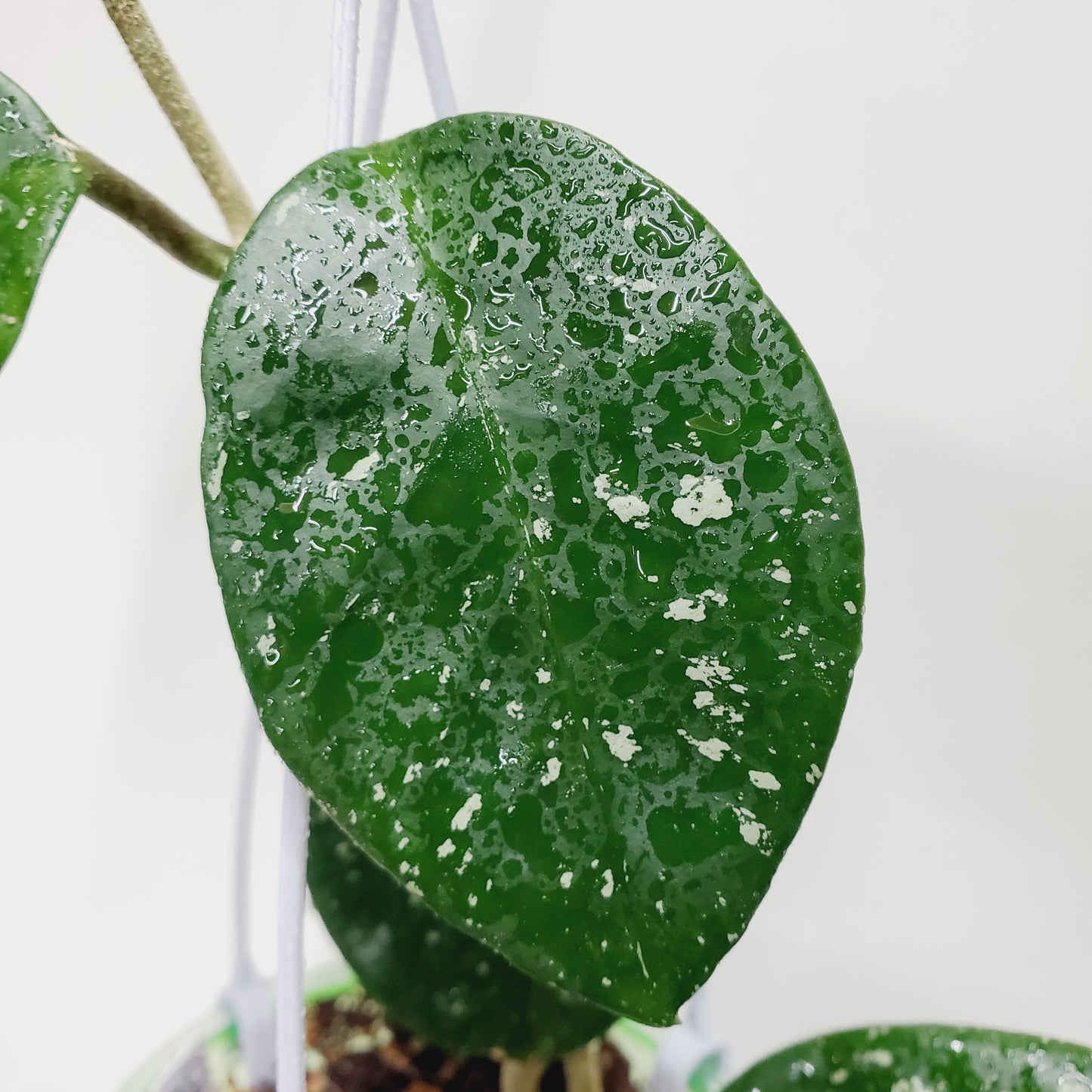 Hoya carnosa 'Freckles Splash'