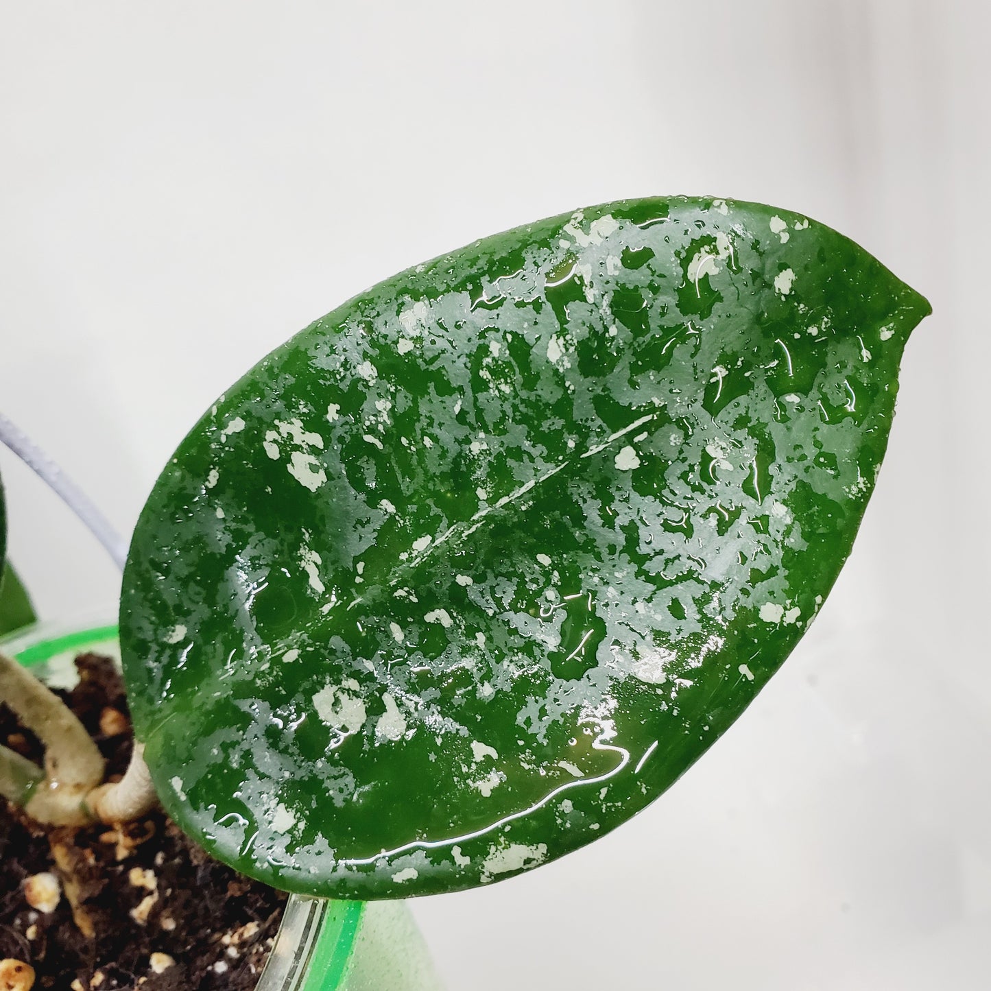 Hoya carnosa 'Freckles Splash'