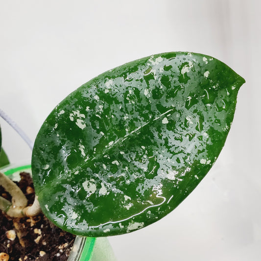 Hoya carnosa 'Freckles Splash'
