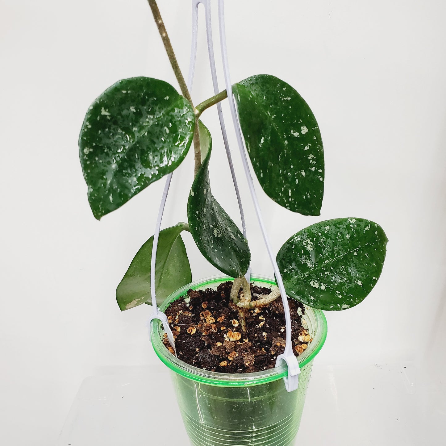Hoya carnosa 'Freckles Splash'