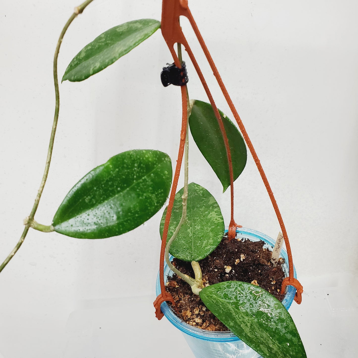 Hoya Thien Phuc