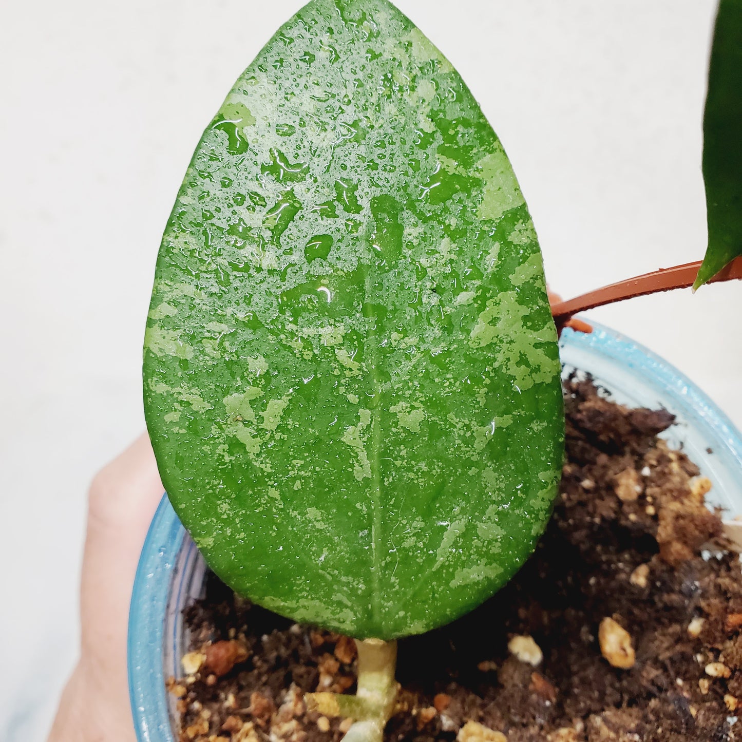 Hoya Thien Phuc