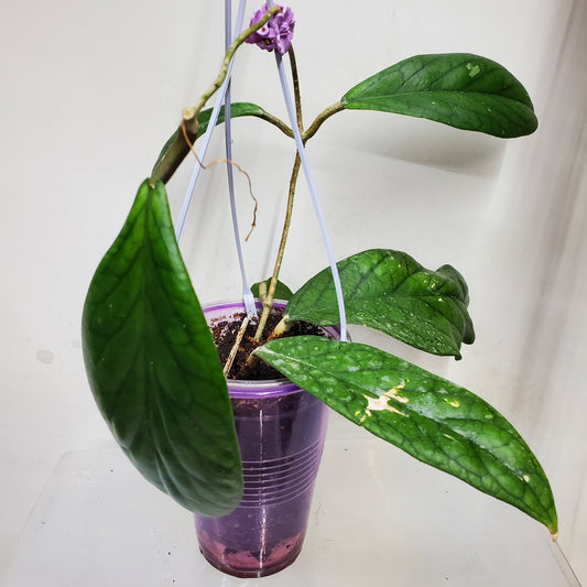 Hoya vitellinoides