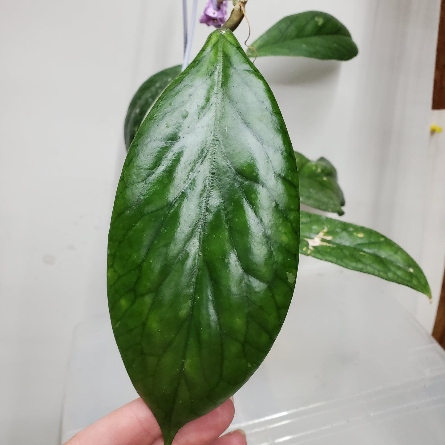 Hoya vitellinoides