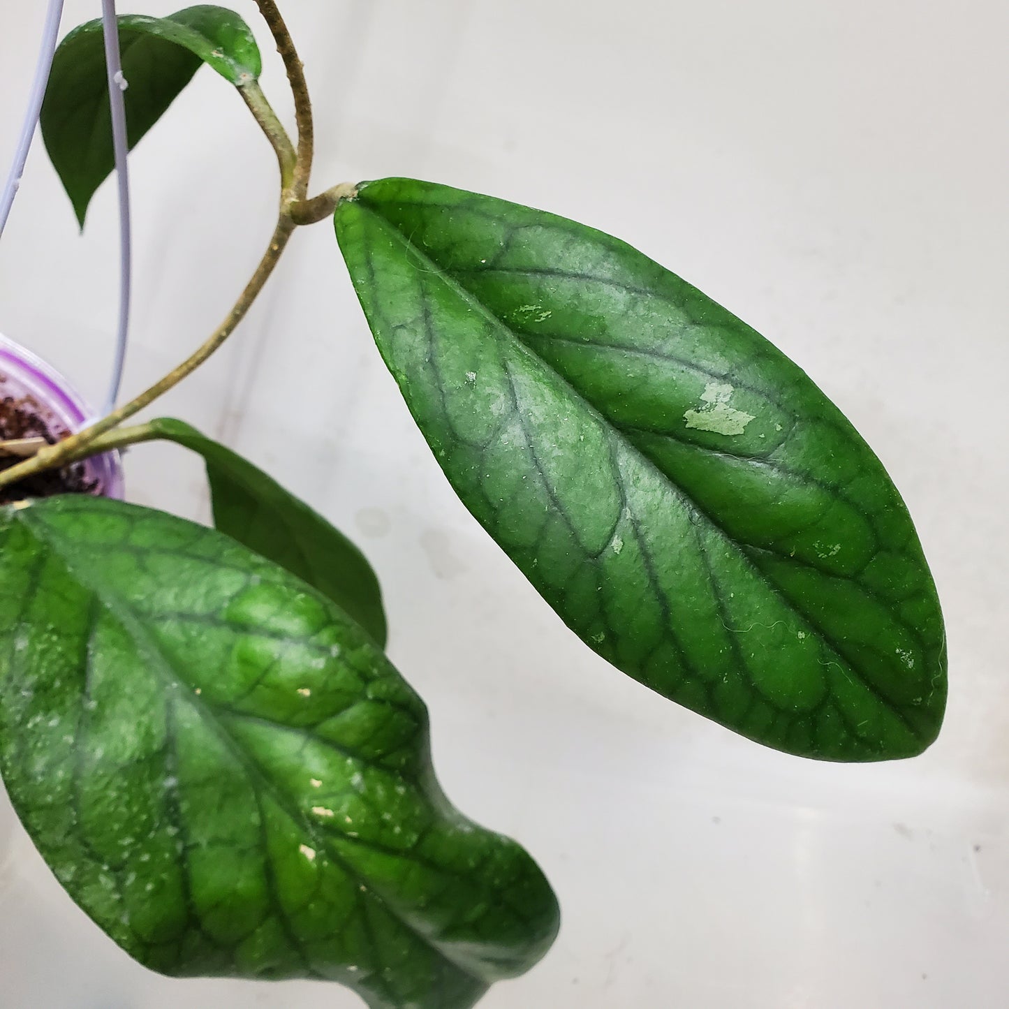 Hoya vitellinoides