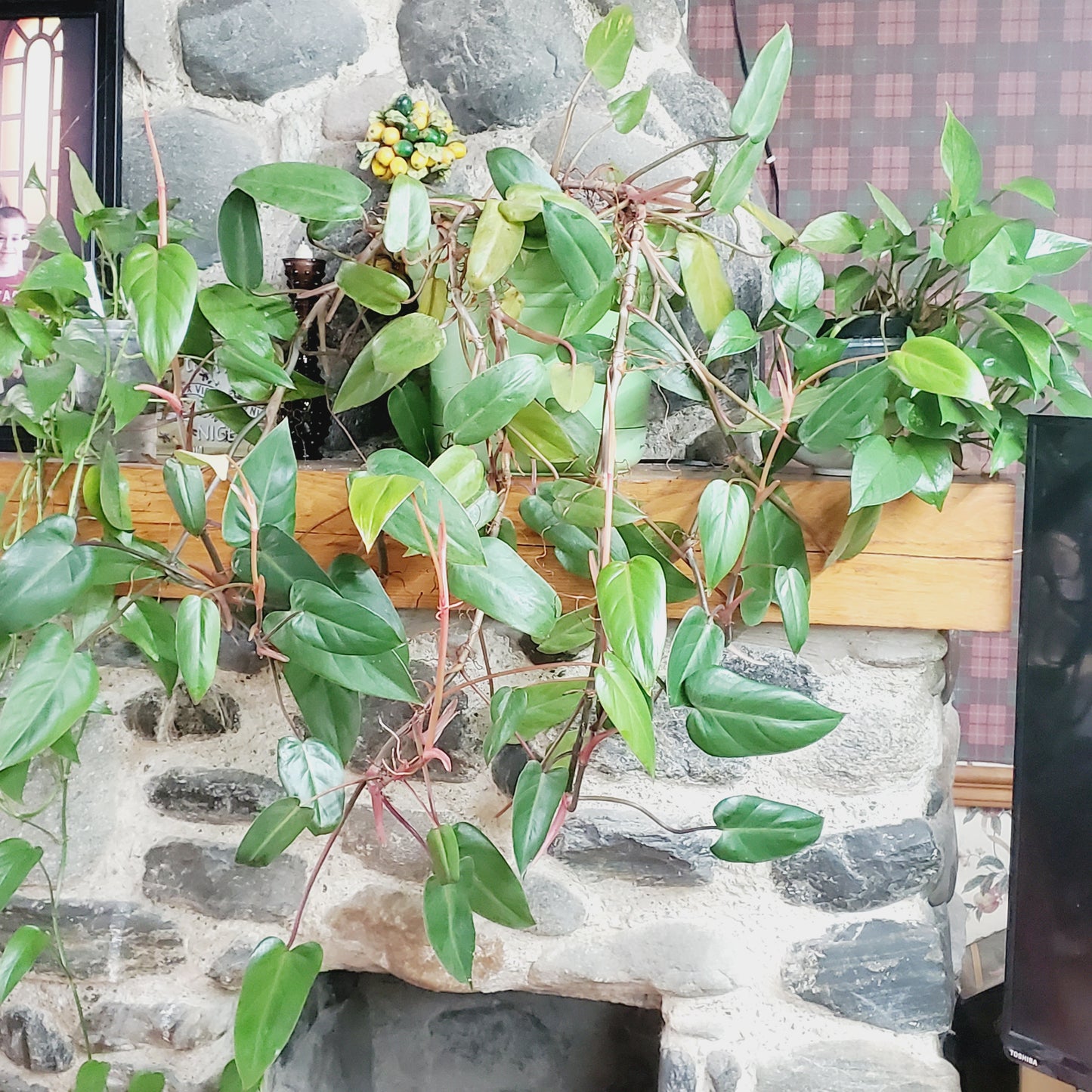 Philodendron Red Emerald