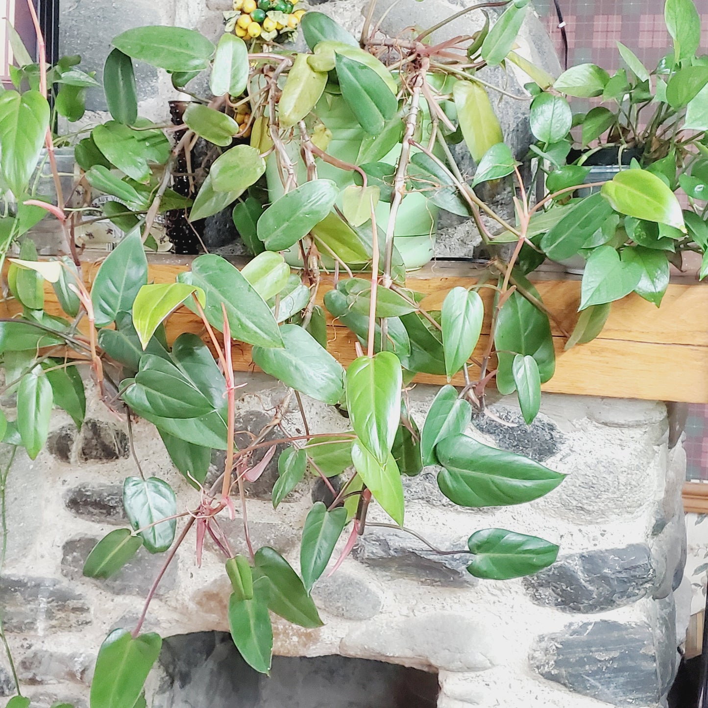 Philodendron Red Emerald