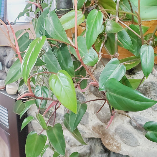 Philodendron Red Emerald