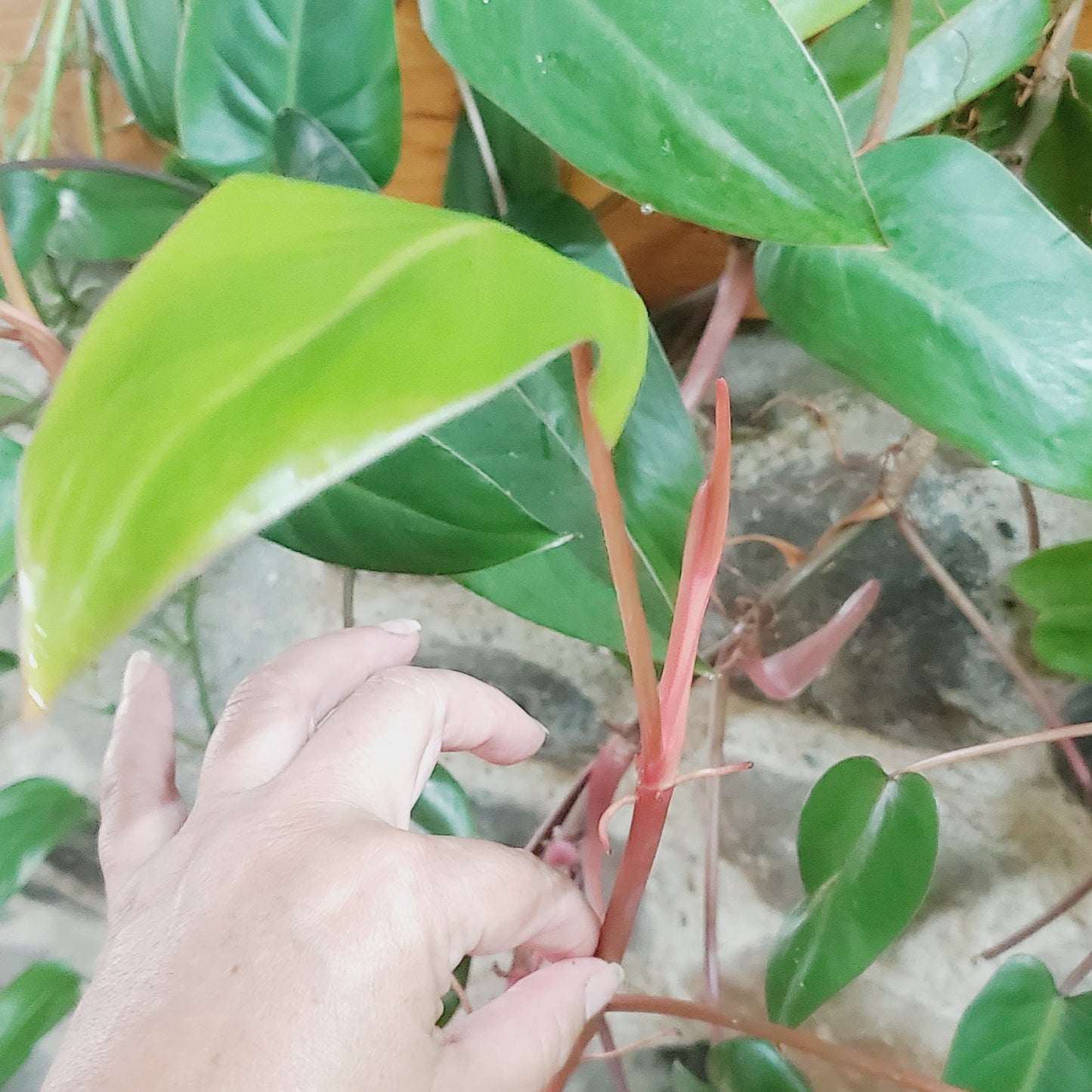 Philodendron Red Emerald