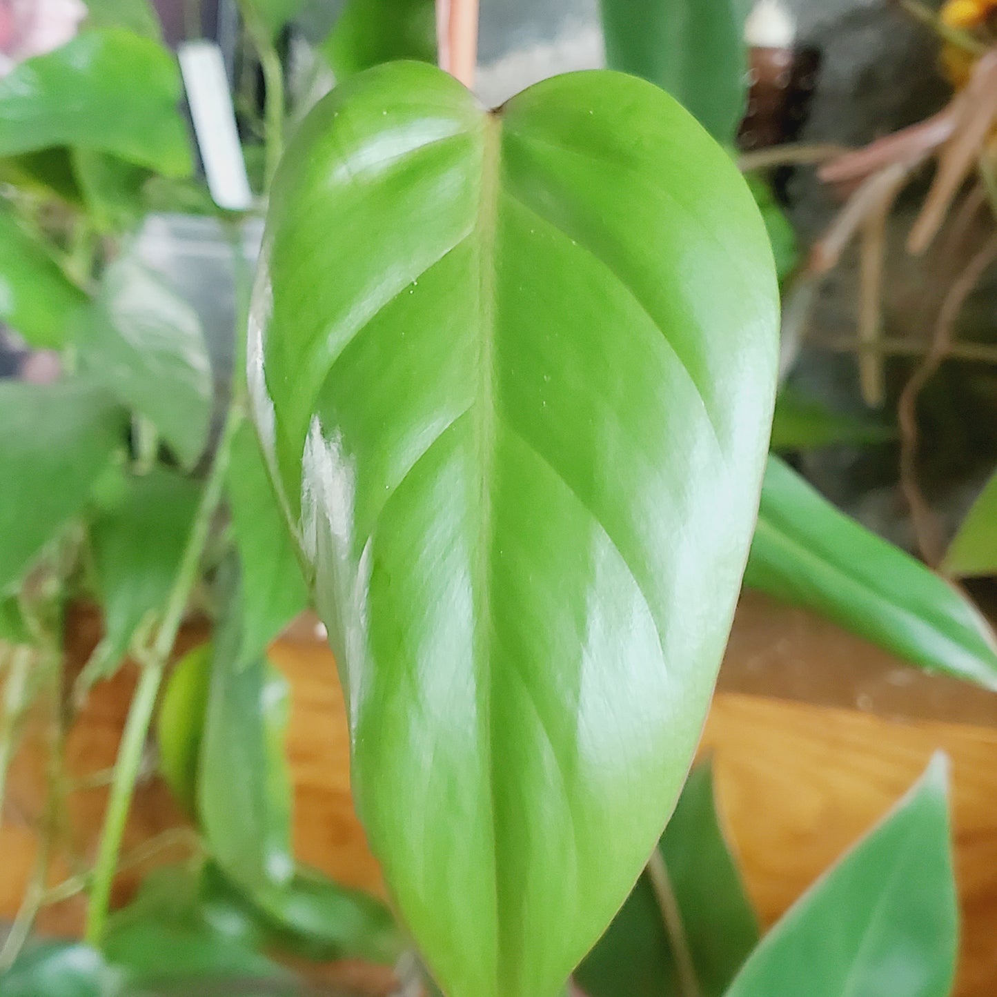 Philodendron Red Emerald