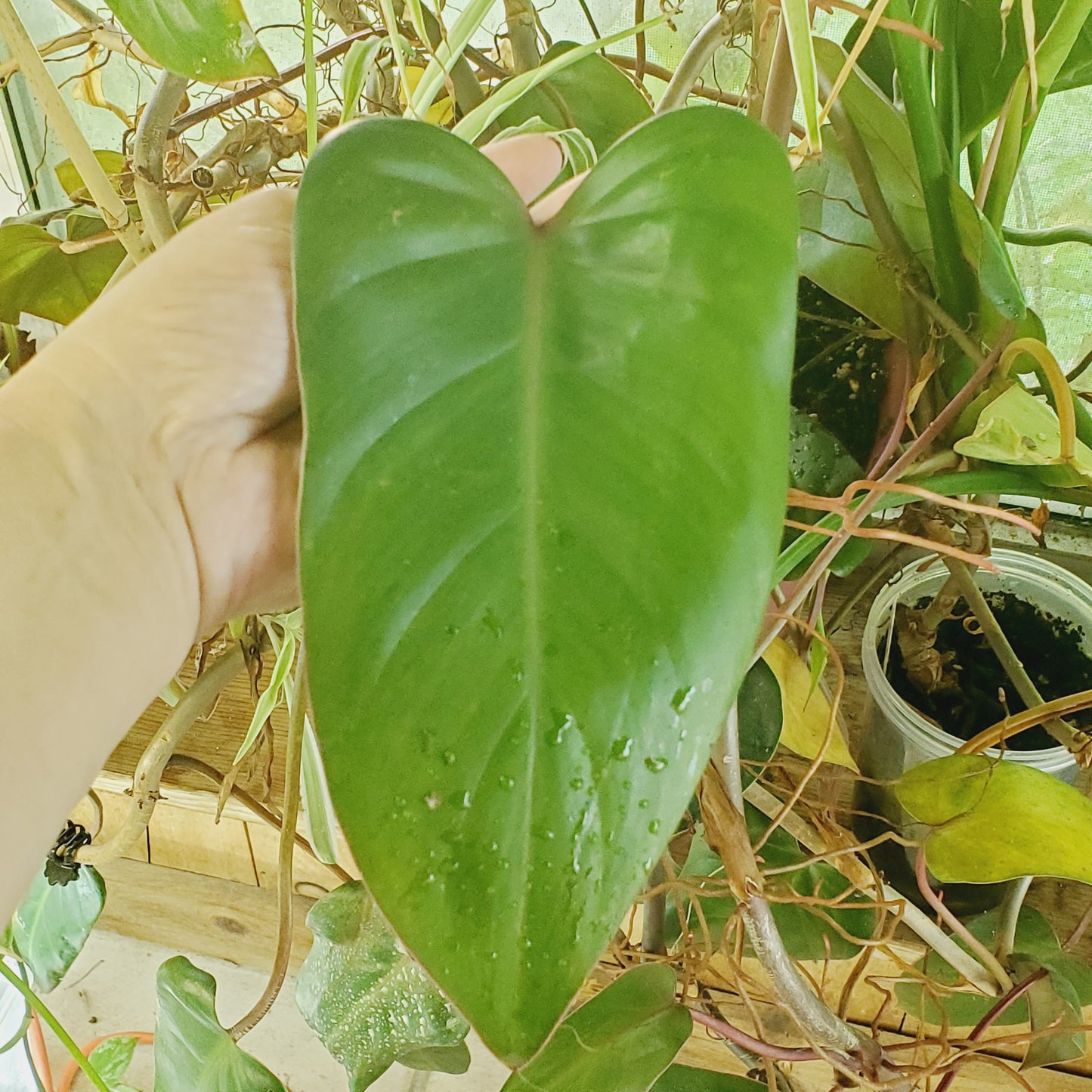 Philodendron Red Emerald