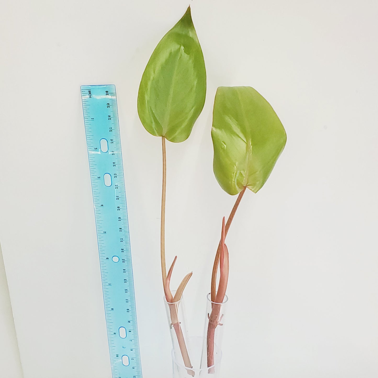 Philodendron Red Emerald