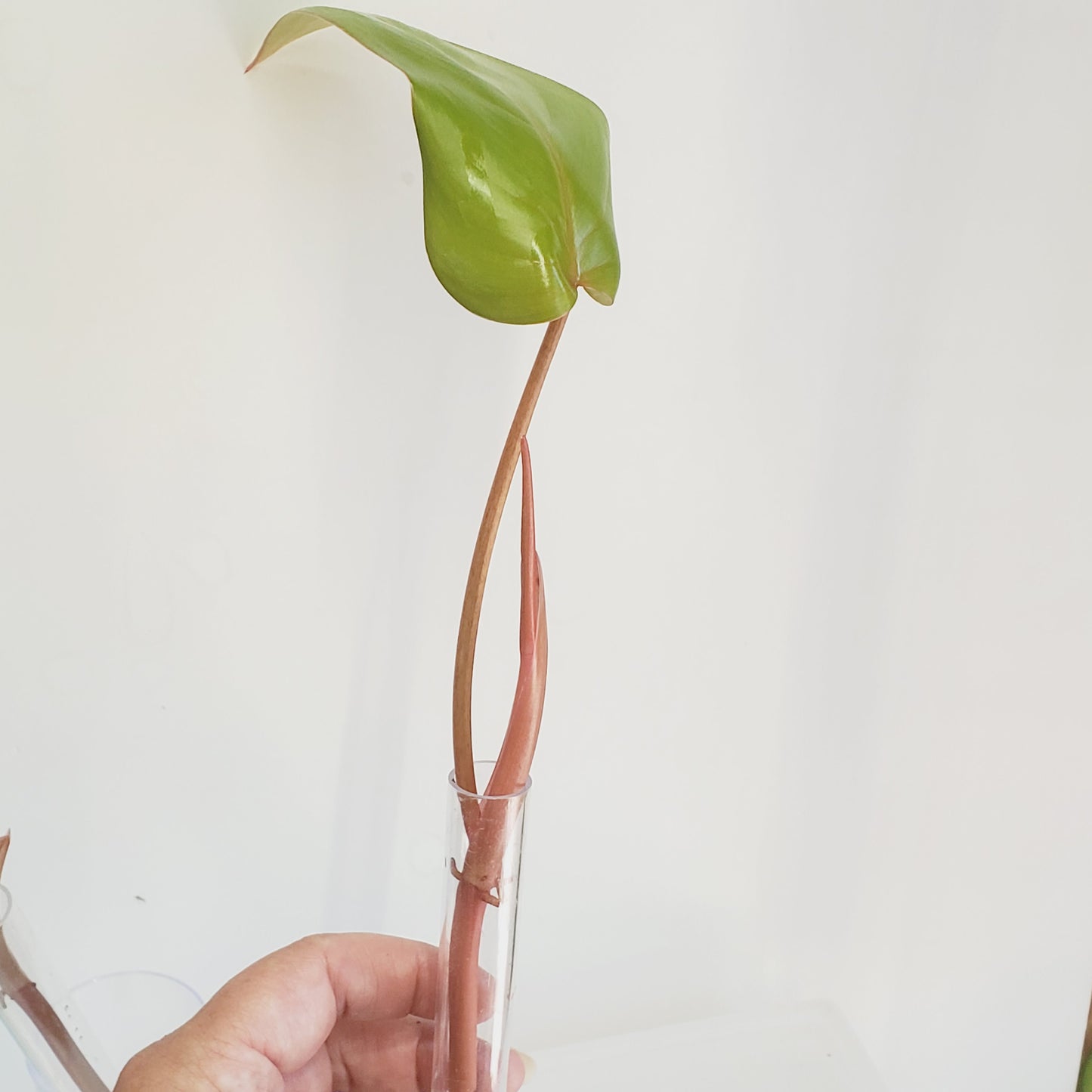 Philodendron Red Emerald