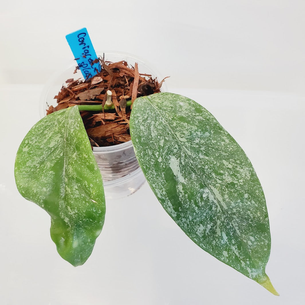 Hoya Coriacea Splash plant No. 13
