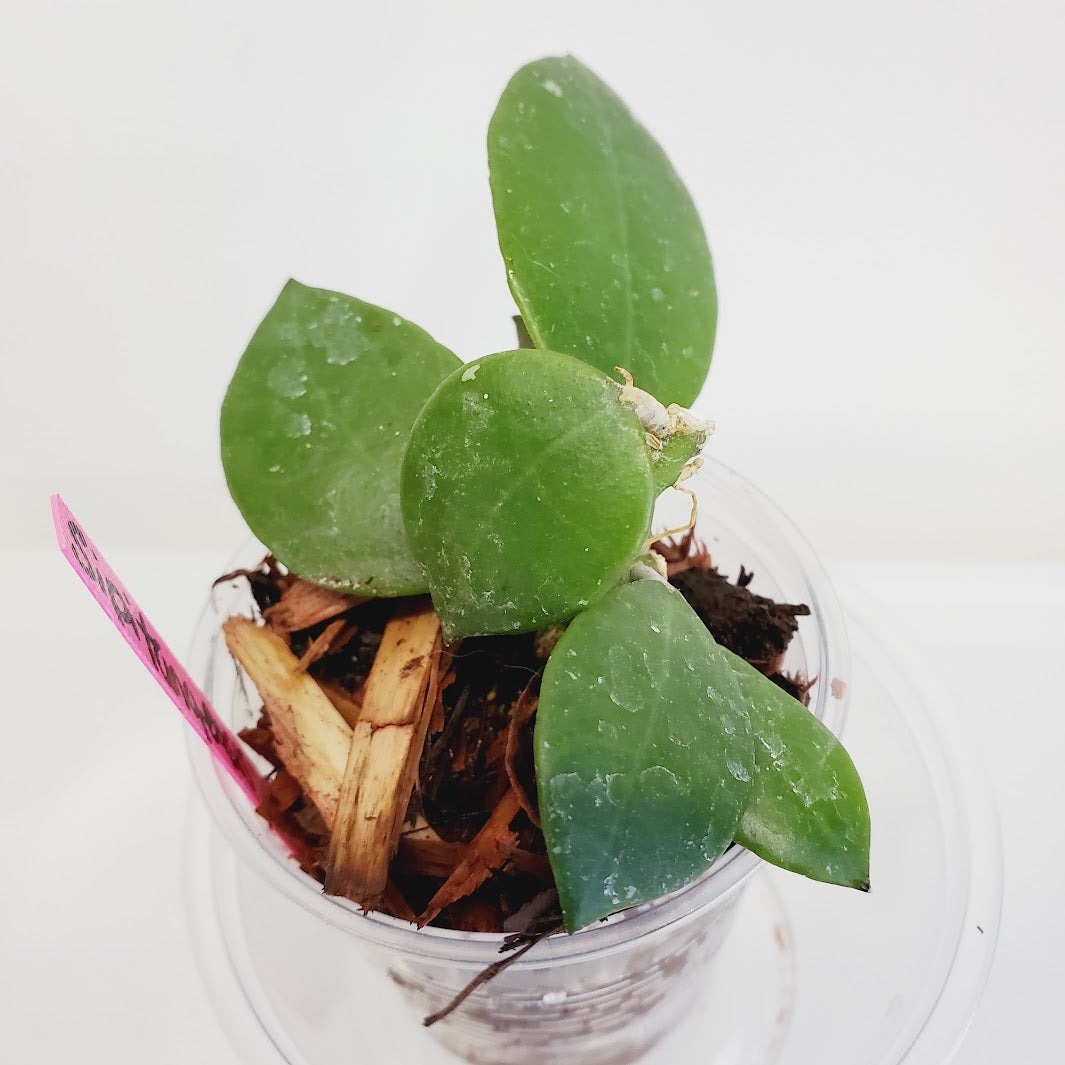 Hoya Sipitangensis plant No. 18