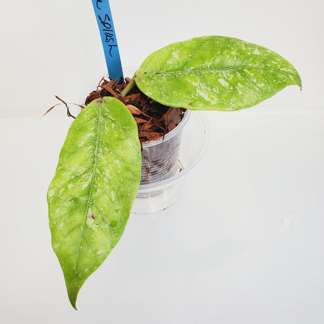 Hoya Coriacea Splash starter plant No. 1